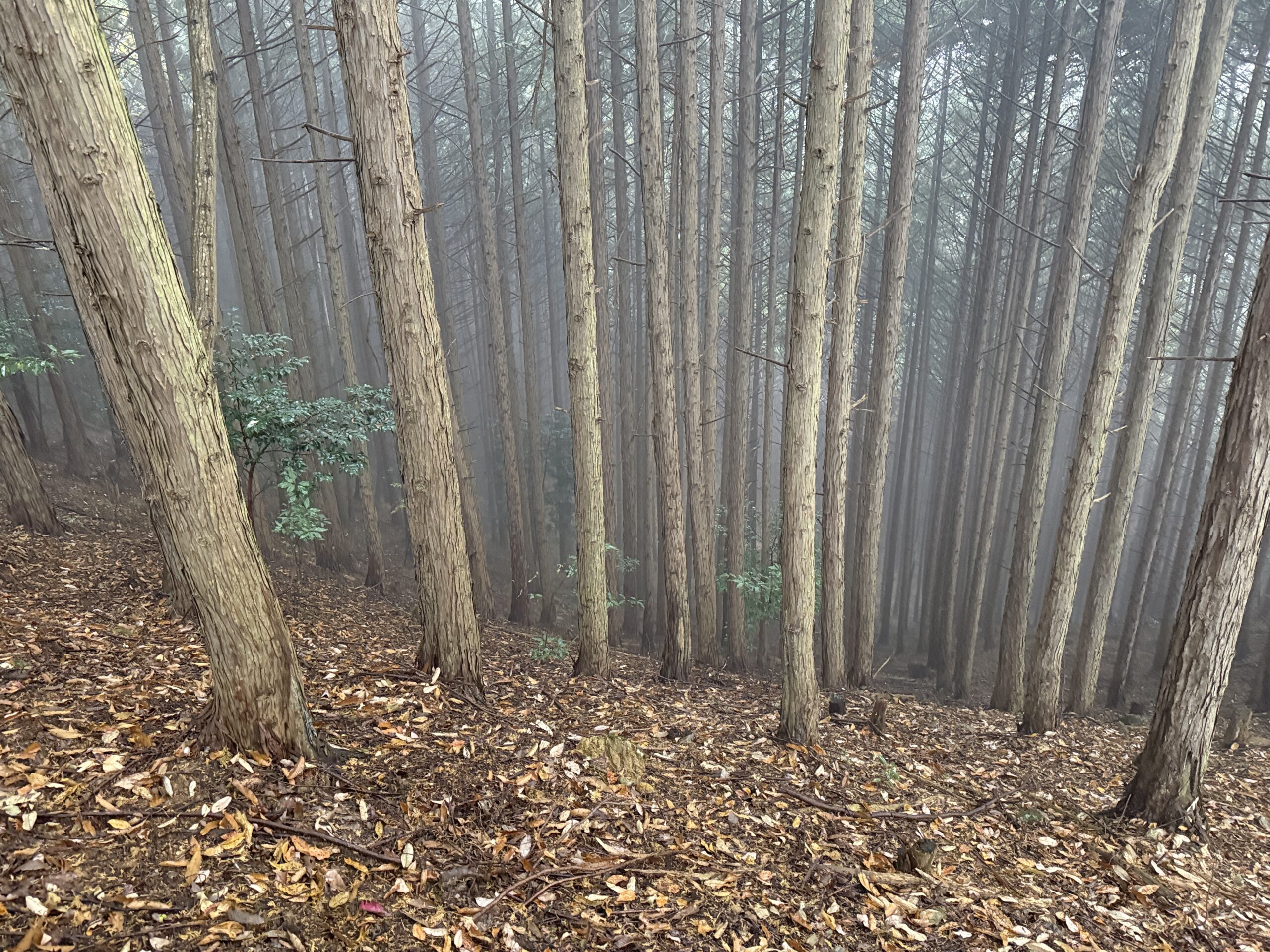 霧の濃い杉林