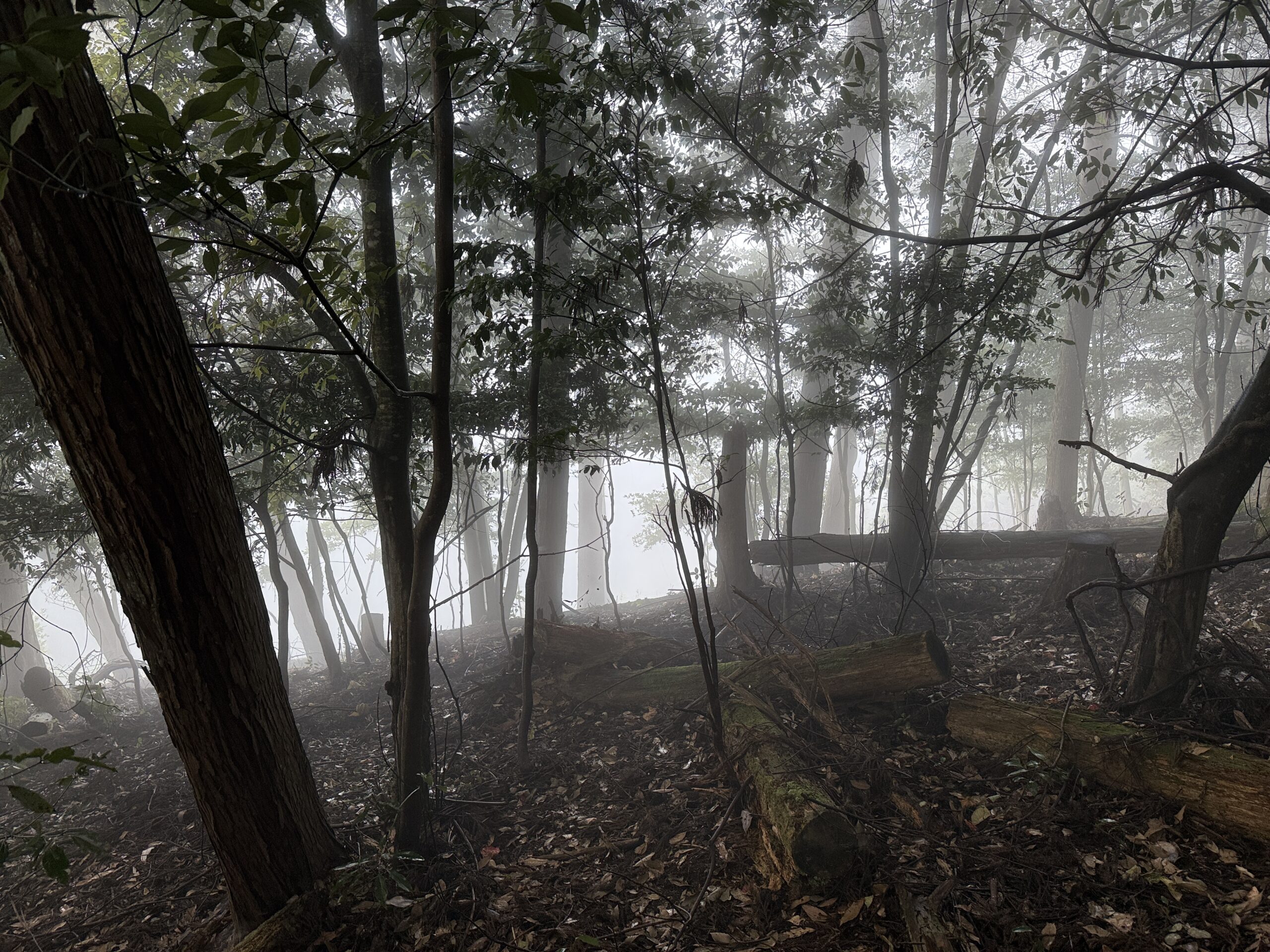霧の濃い山の中