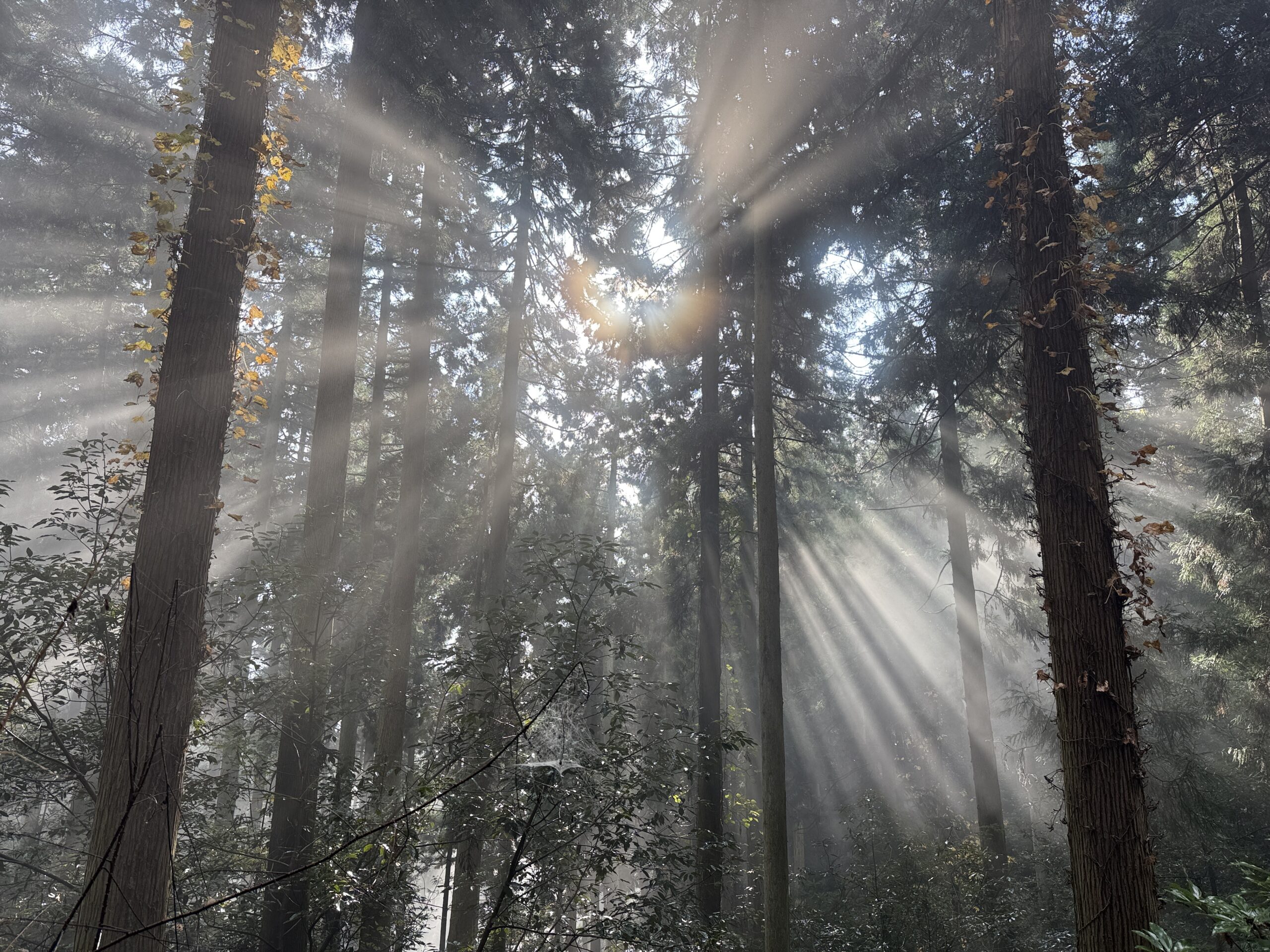 霧の中、木と木の間に日が差す