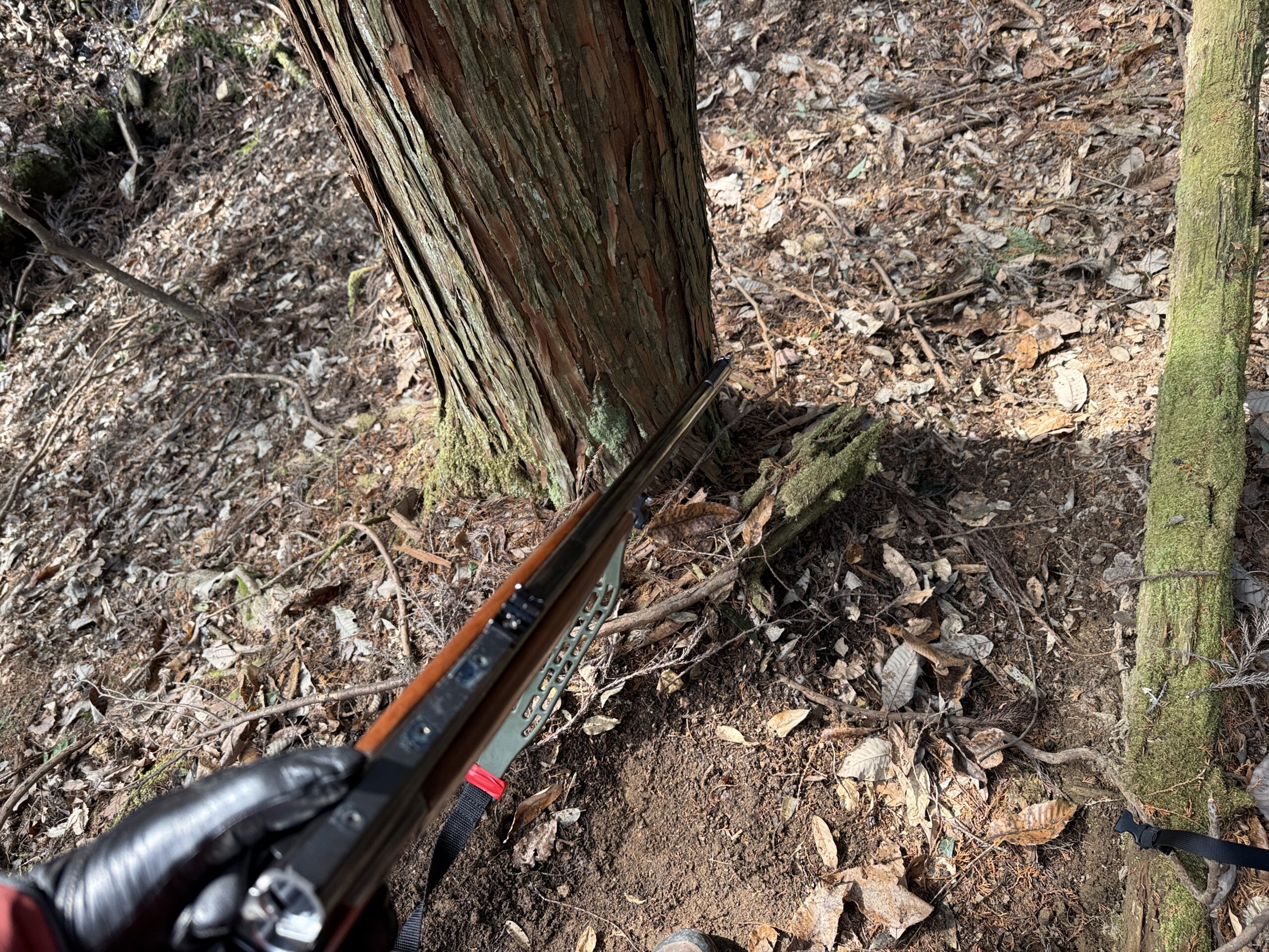 木の影で獲物をくるのを待っている